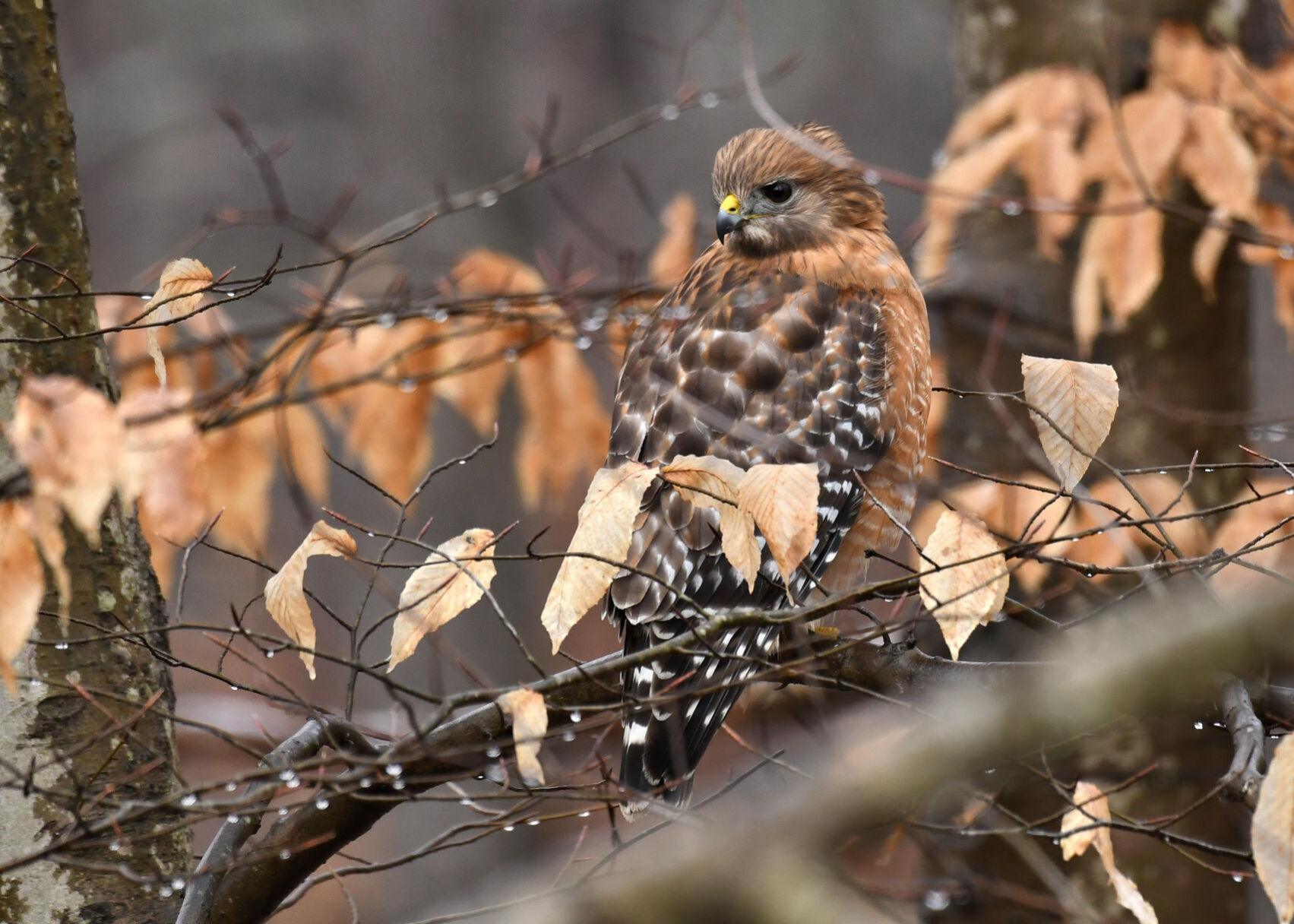 Hawk
